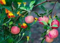 Quebra-cabeça Apples and marigolds