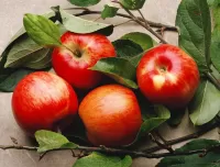 Jigsaw Puzzle Apples and twigs