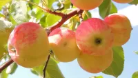 Слагалица Apples on a branch