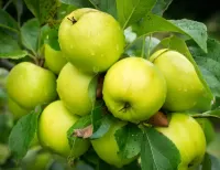 Zagadka Apples on a branch