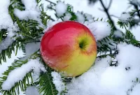 Jigsaw Puzzle Apple in the snow
