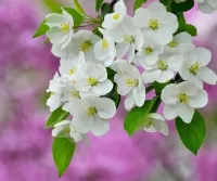 Puzzle Apple tree in bloom