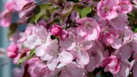 Rätsel Apple tree in bloom