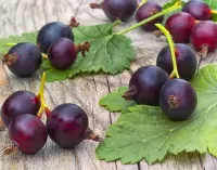 Zagadka yoshta berry