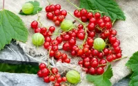 Bulmaca Berries
