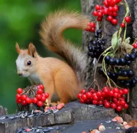 Jigsaw Puzzle Berries for squirrels