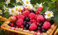 Jigsaw Puzzle Berries in a basket