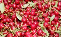 Slagalica Berries