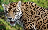 Rätsel Jaguar