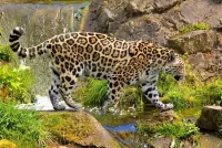 Slagalica Jaguar