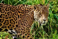 Quebra-cabeça Jaguar