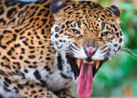 Слагалица Jaguar