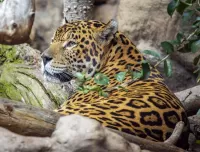 Rätsel Jaguar