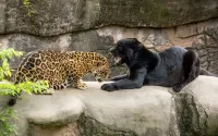 Puzzle Jaguar and panther