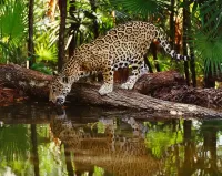 Jigsaw Puzzle Jaguar at the watering