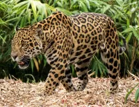 Puzzle Jaguar comes