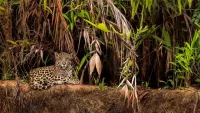 Jigsaw Puzzle Jaguar in the jungle