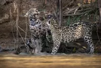 Rätsel Jaguars