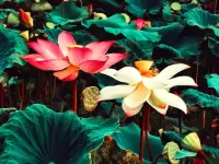 Jigsaw Puzzle Bright lotuses