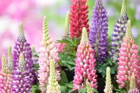 Jigsaw Puzzle Bright lupins