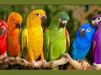 Пазл Яркие попугаи