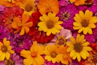 Zagadka bright flowers