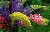 Jigsaw Puzzle Bright bouquet of lupines