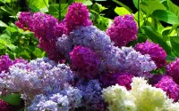 Quebra-cabeça Bright lilac bouquets