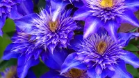 Jigsaw Puzzle Bright blue inflorescence