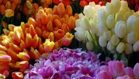 Zagadka The brightness of the tulips