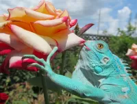 Jigsaw Puzzle Lizard and rose