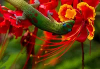 Quebra-cabeça Lizard on a flower