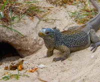 Zagadka Lizard at the burrow