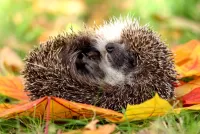 Puzzle Hedgehog in the autumn