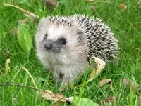 Quebra-cabeça Hedgehog