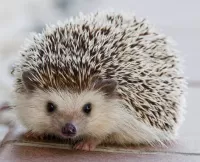 Rätsel Hedgehog
