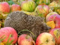Jigsaw Puzzle hedgehog and apples