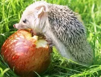 Jigsaw Puzzle Hedgehog and apple