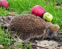 Jigsaw Puzzle Hedgehog with apples