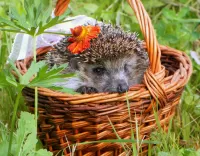Quebra-cabeça hedgehog in a basket
