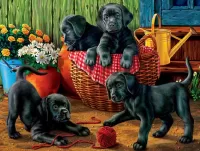 Jigsaw Puzzle Funny puppies