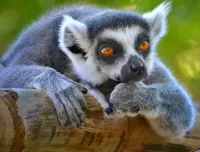 Puzzle Pensive lemur