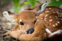 Rompicapo A pensive fawn