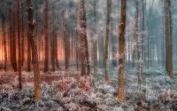 Rompecabezas Frosty forest