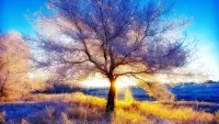 Zagadka Frosty tree