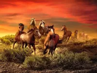 Quebra-cabeça Sunset and horses