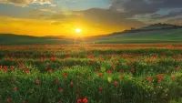 Puzzle Sunset in a field of poppies