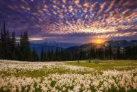 Rompecabezas Sunset over the meadow