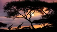 Jigsaw Puzzle Sunset in Africa