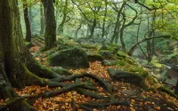 Jigsaw Puzzle Preserve in England